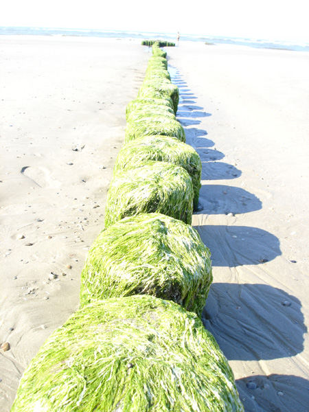 Buhnen auf Norderney