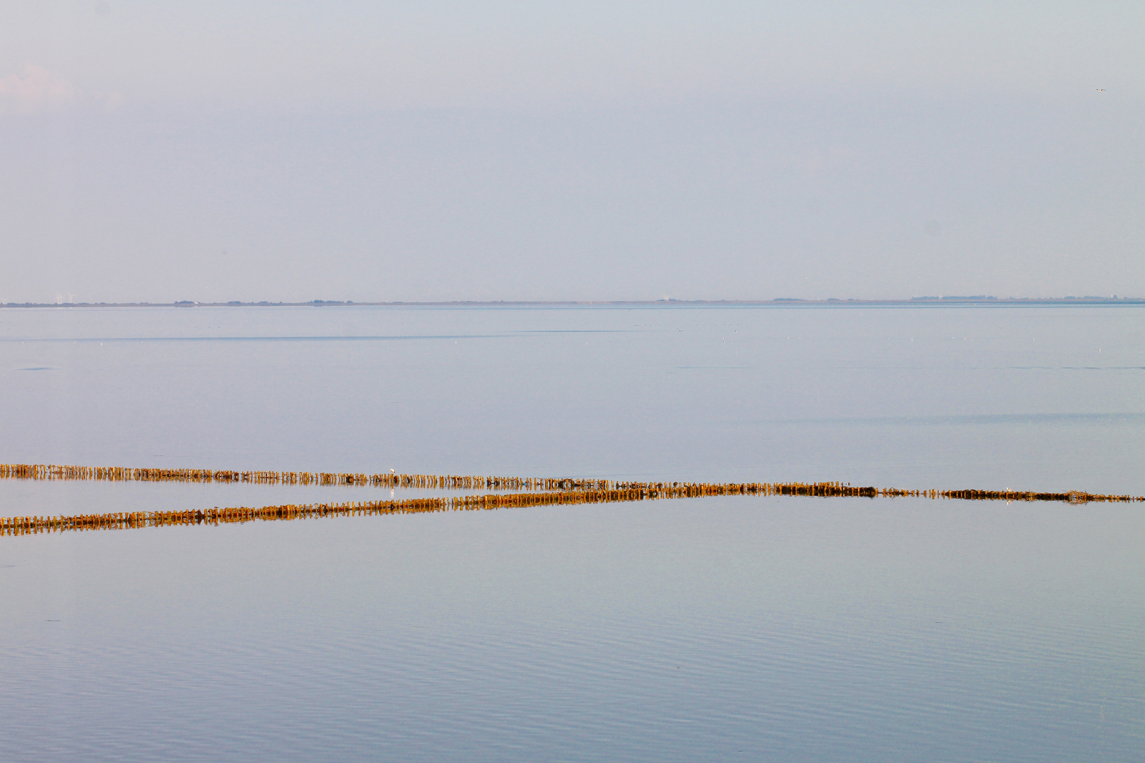 Buhnen im Watt. Sylt