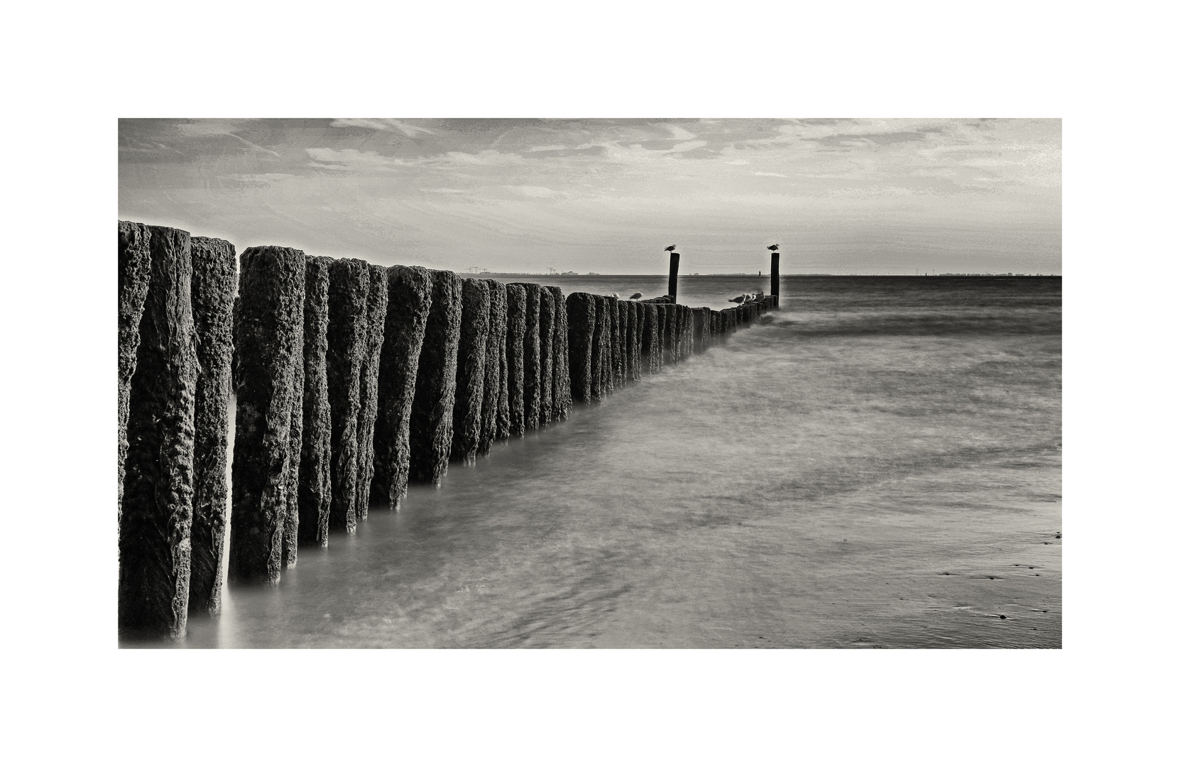 Buhnen in der Westerschelde