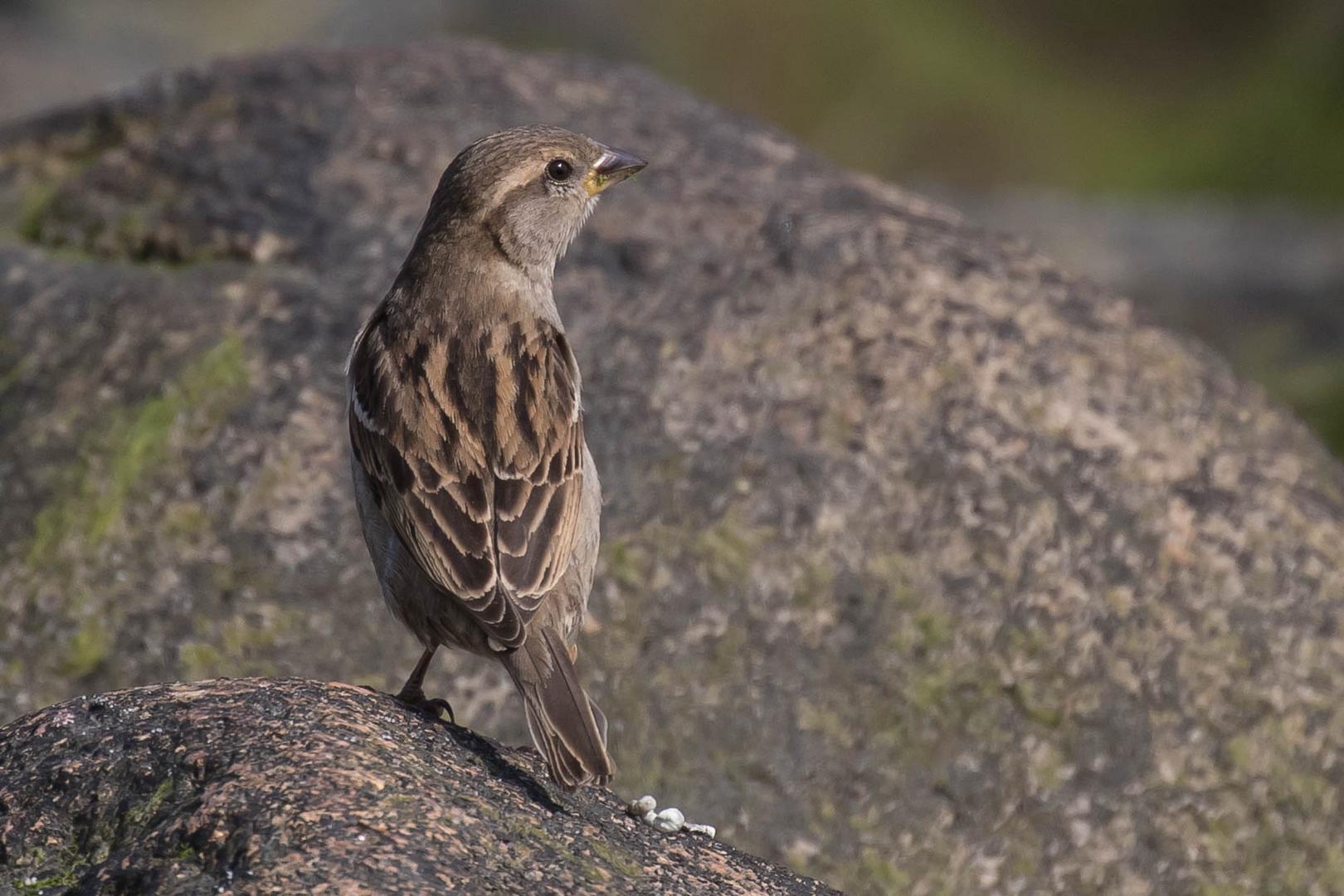 Buhnen - Spatz