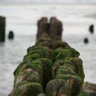 Buhnen vor Rantum / Sylt