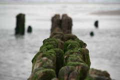 Buhnen vor Rantum / Sylt