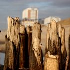 Buhnen vor Sylt