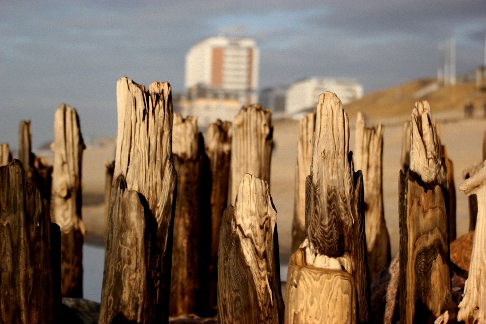 Buhnen vor Sylt