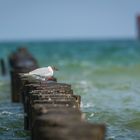 Buhnen vor Zingst