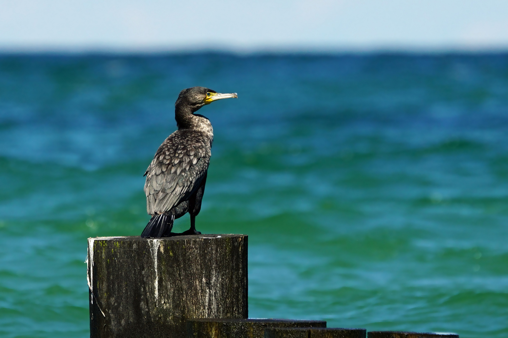 Buhnenhocker - Kormoran an der Ostsee