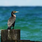 Buhnenhocker - Kormoran an der Ostsee