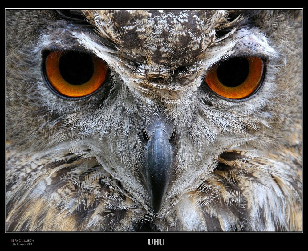 Búho (Bubo)