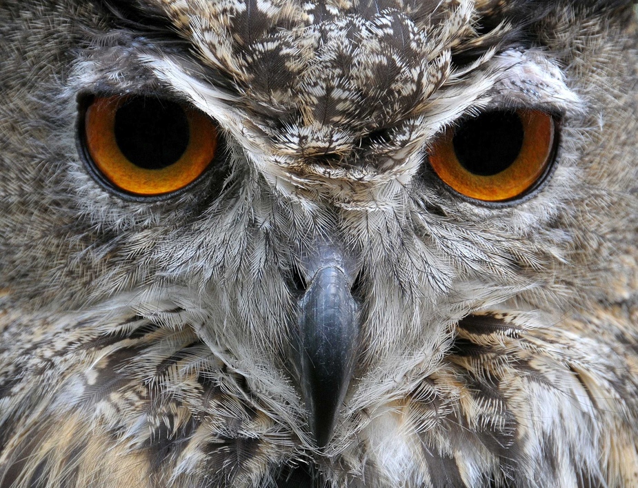 Búho Bubo