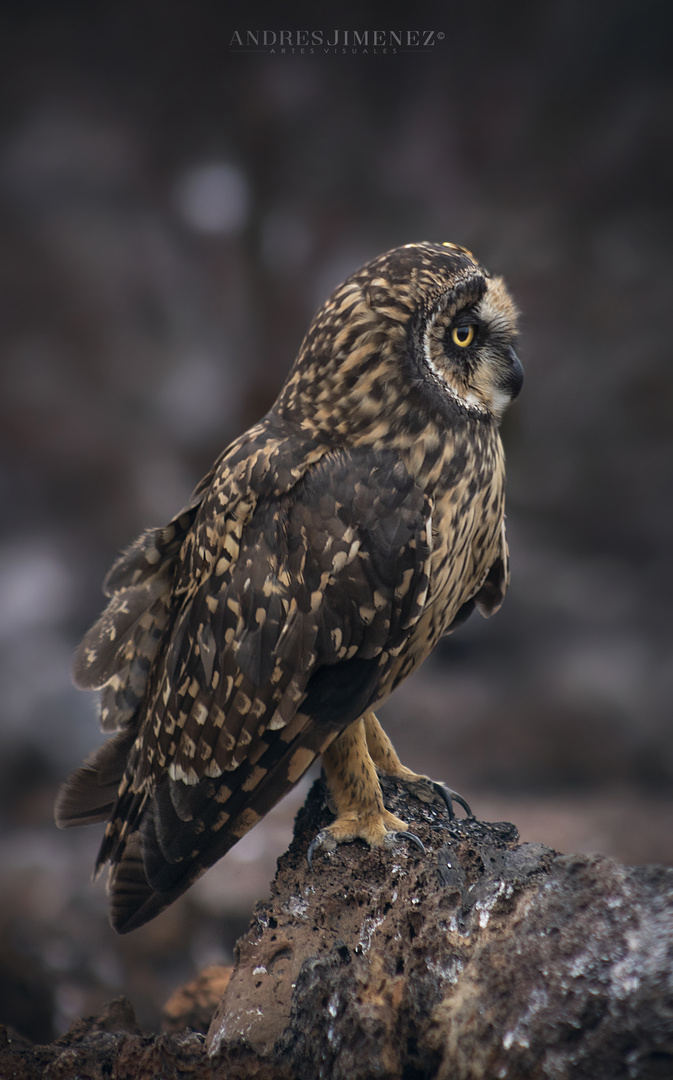 BUHO CAMPESTRE GALÁPAGOS ECUADOR