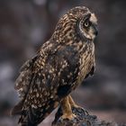 BUHO CAMPESTRE GALÁPAGOS ECUADOR