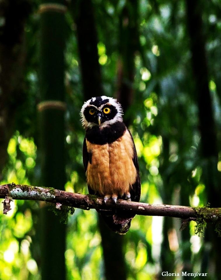 Buho de anteojos ( Pulsatrix perspicillata)