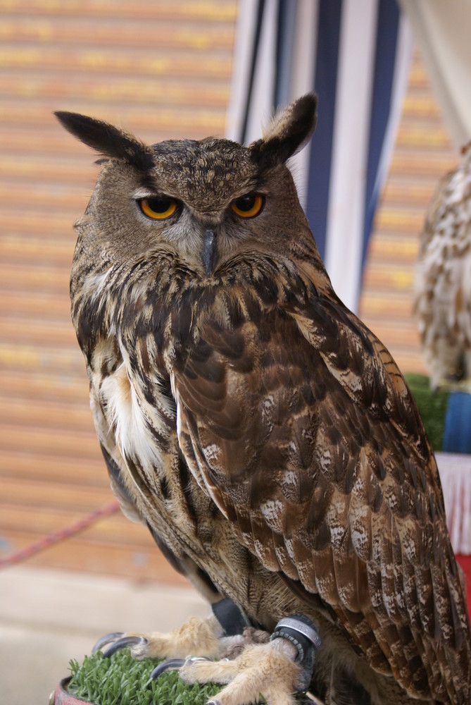 buho en la feria de campos (mallorca)