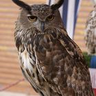 buho en la feria de campos (mallorca)