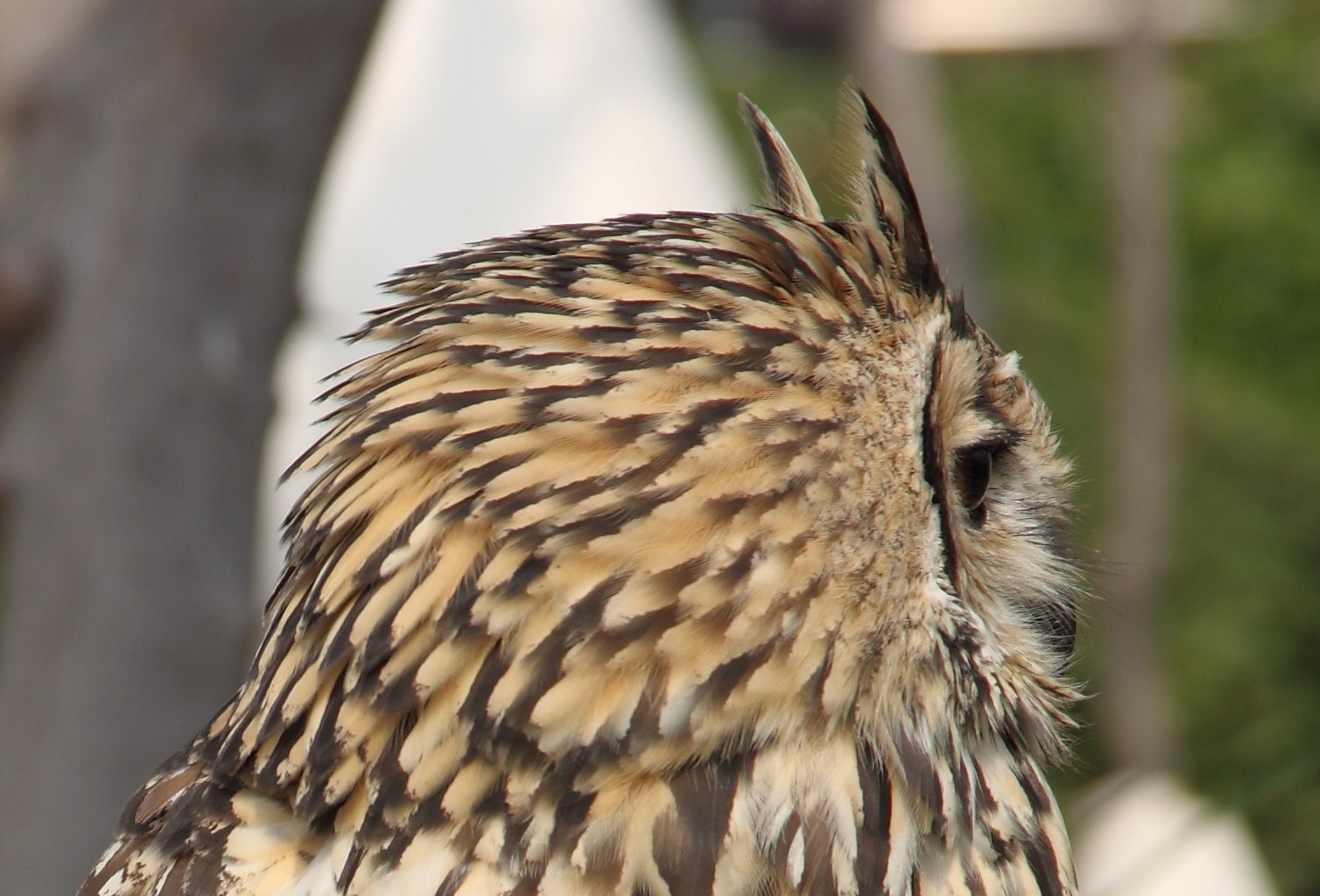 Buho indio Indian owl 2