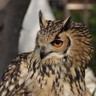 Buho indio Indian owl