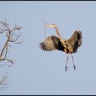 Building a nest