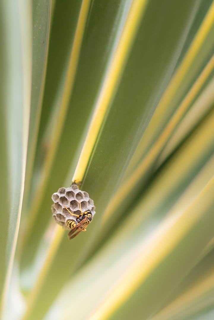 building a nest