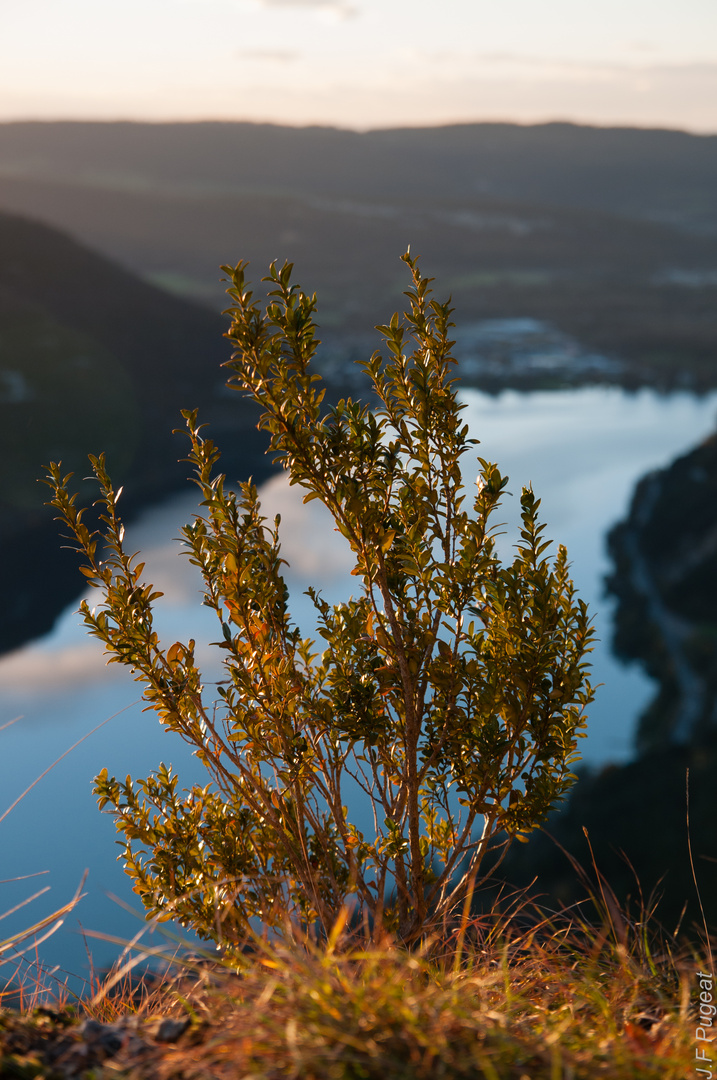 Buis surplombant le lac de Nantua