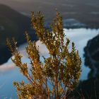 Buis surplombant le lac de Nantua