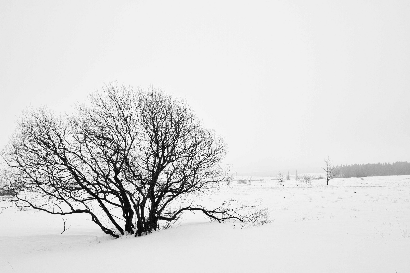 Buisson photo et image | arbres, hautes fagnes, nature Images fotocommunity