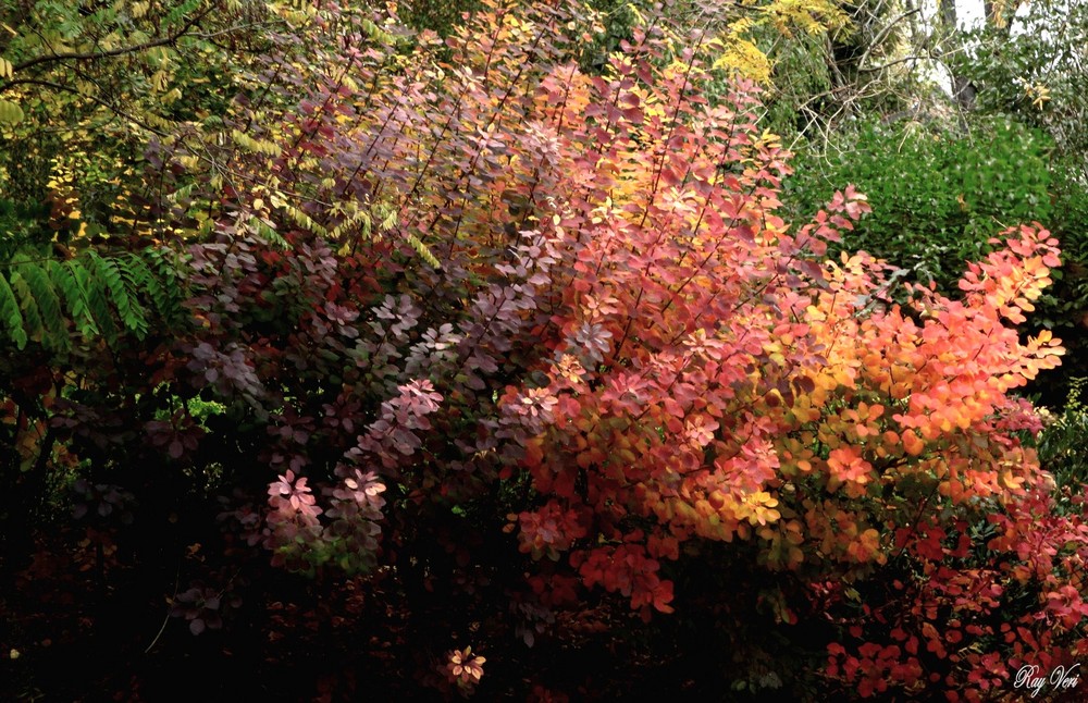 Buisson d'automne