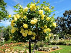 Buisson de roses