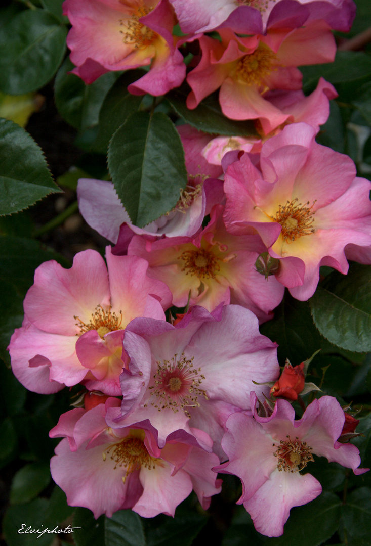 Buisson de roses