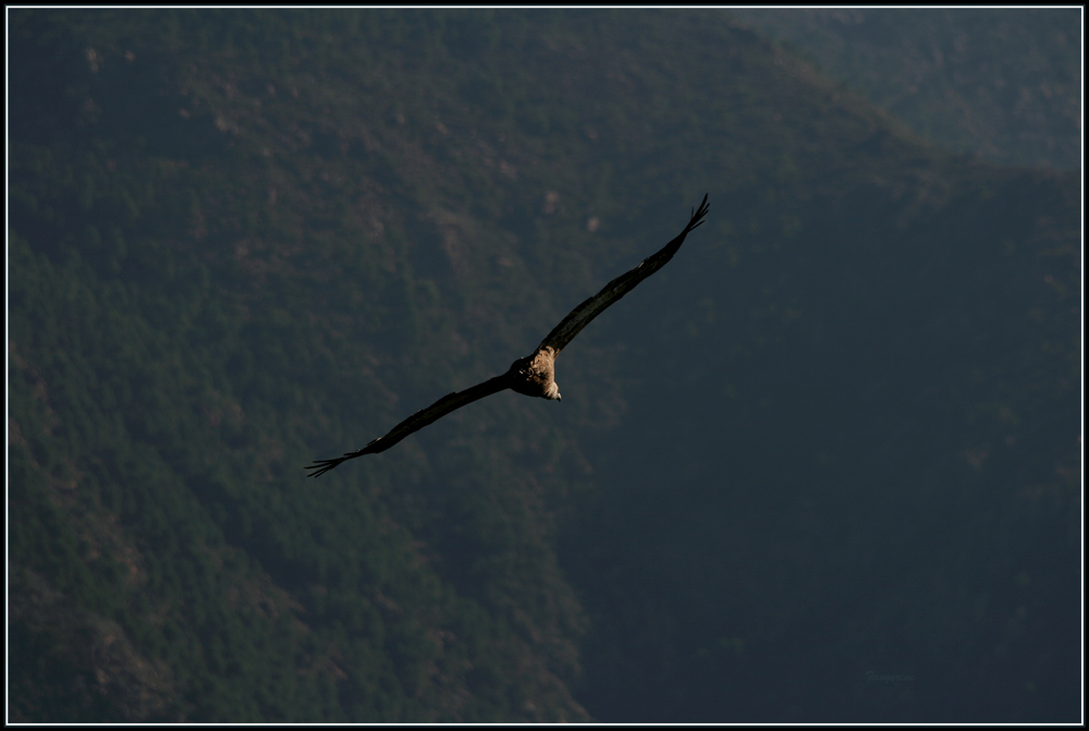 Buitre en vuelo