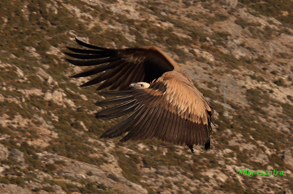 Buitre en vuelo.