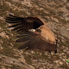 Buitre en vuelo.