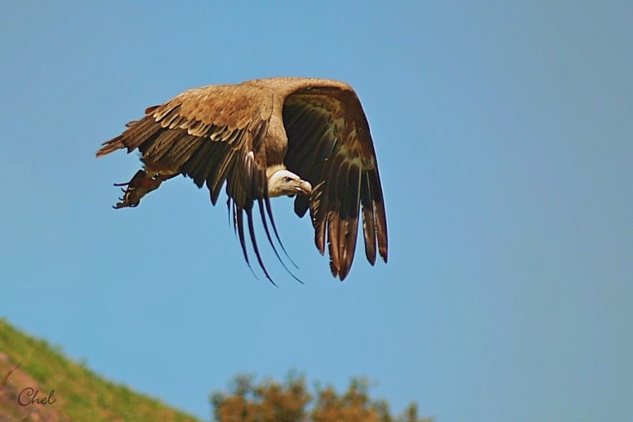 Buitre leonado