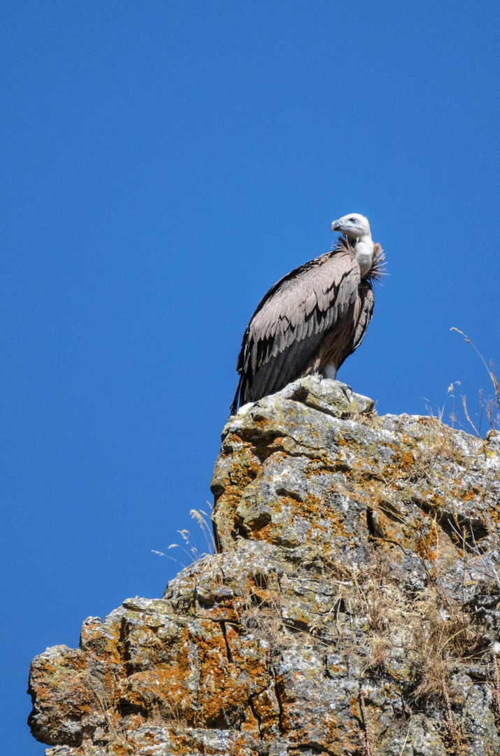 Buitre Leonado. Monfrague