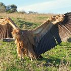 buitre leonado - P.N. LOS ALCORNOCALES-CADIZ