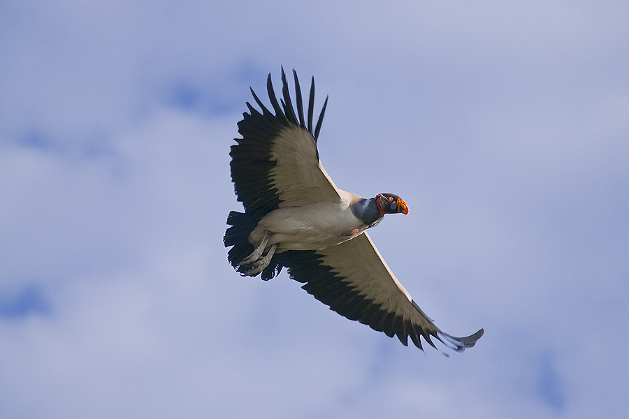 Buitre Real (Sarcoramphus papa) 2