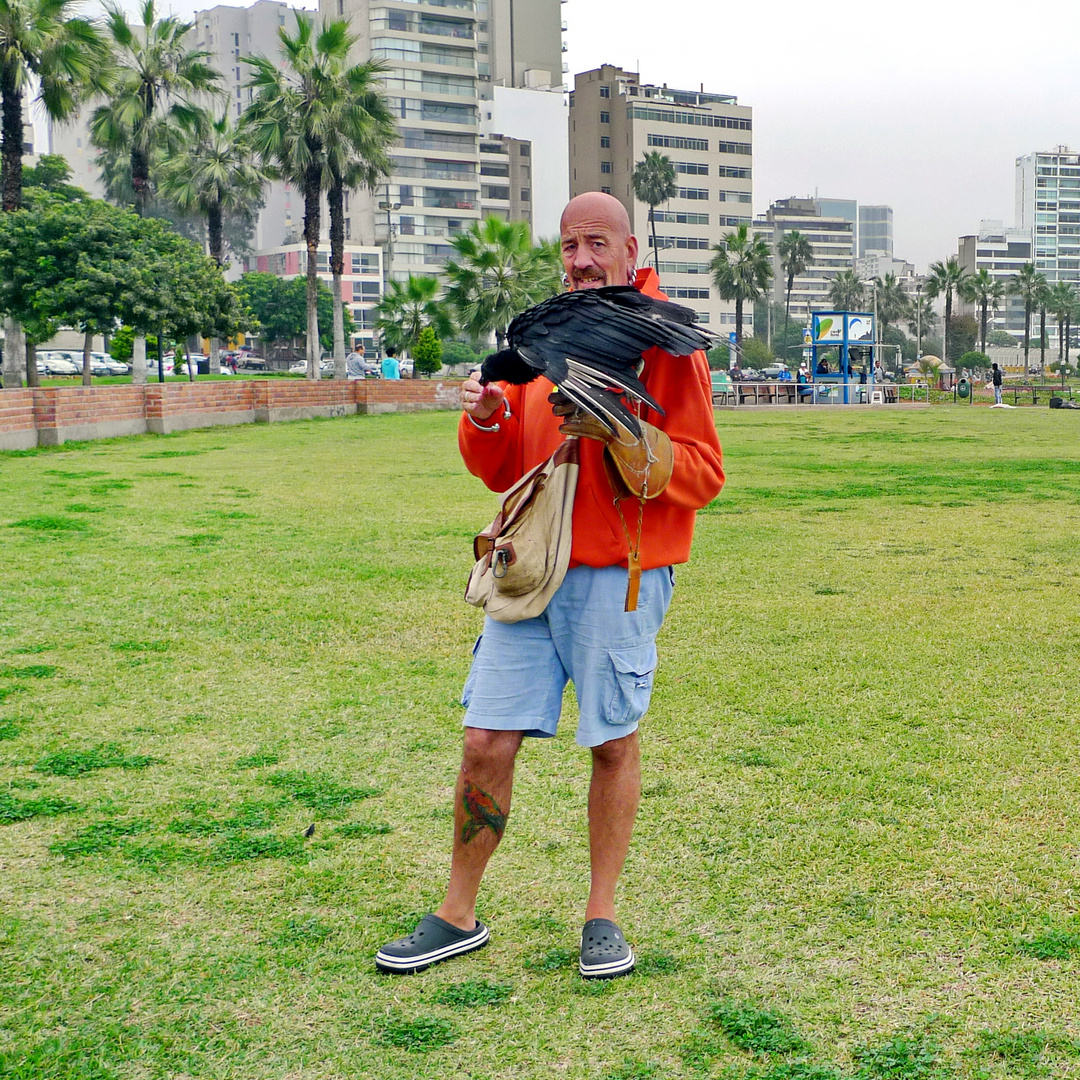 Buitres en Miraflores, Perú.