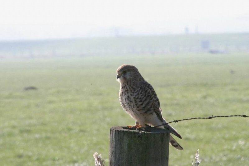 buizerd