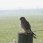 buizerd