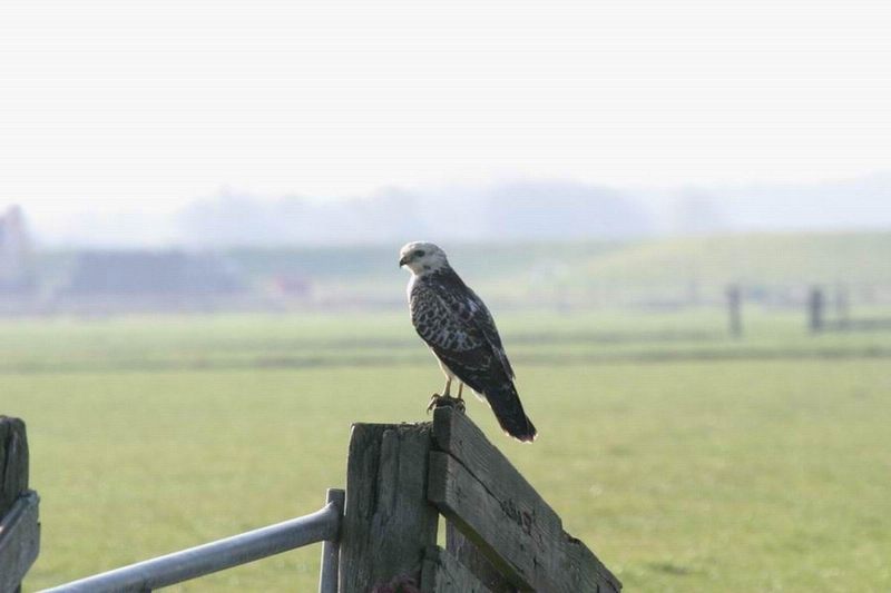 buizerd