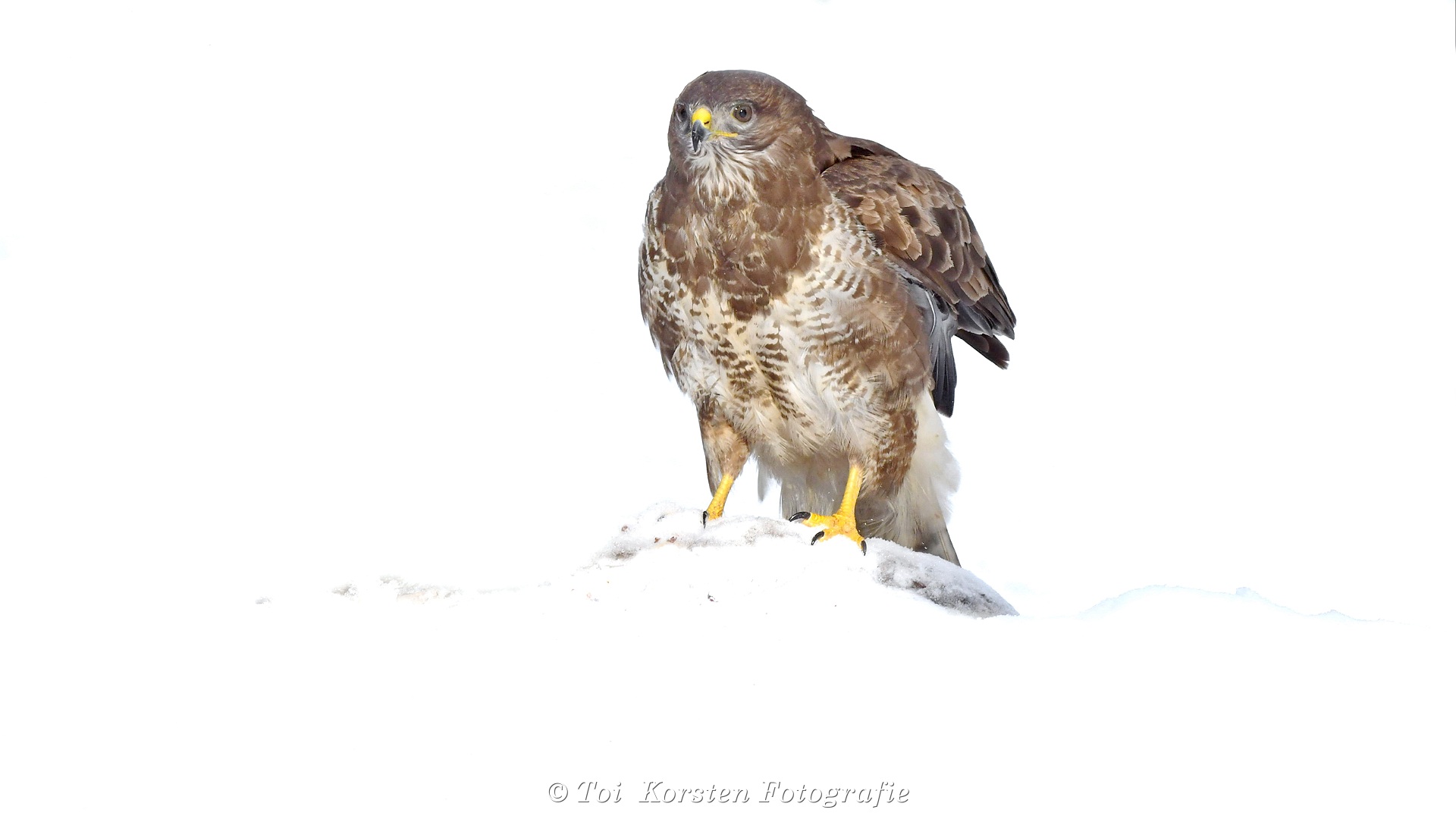 buizerd TOI_2422 3-006