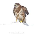 buizerd TOI_2422 3-006