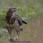 buizerd_TOI4400-015