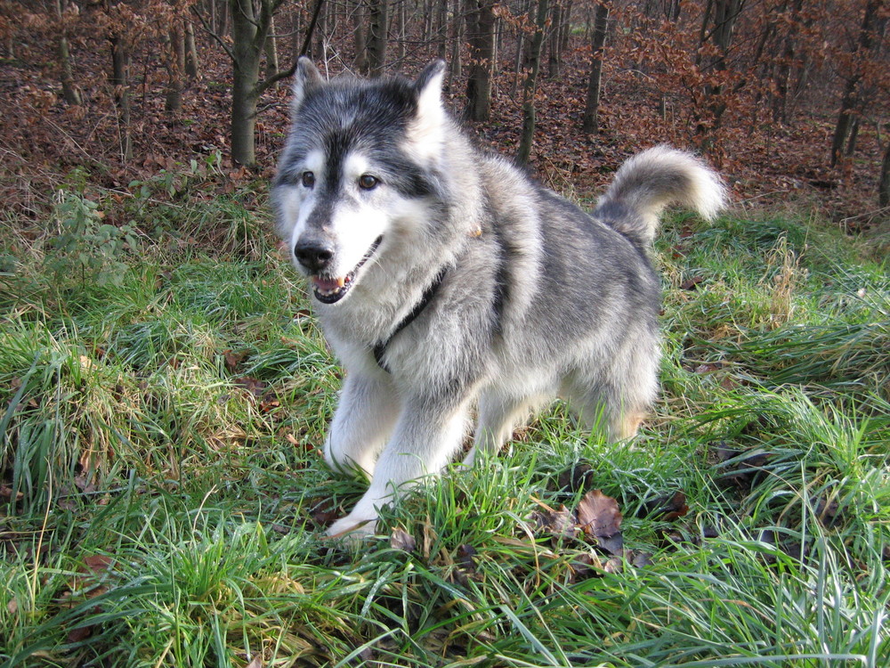 Buker, 14 Jahre - Alaskan Malamute