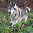 Buker, 14 Jahre - Alaskan Malamute