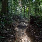 Bukit Timah Walk