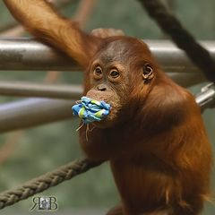 Bulan im Zoo Berlin