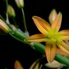 Bulbine 2