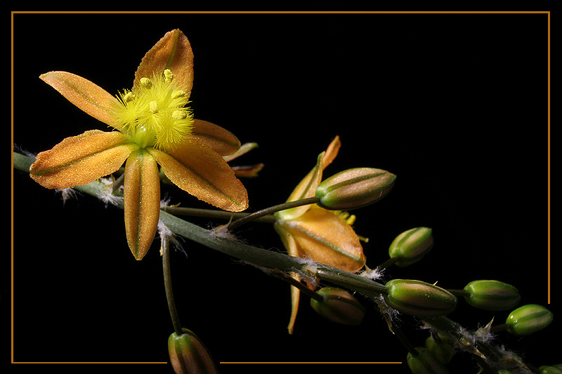 Bulbine #3