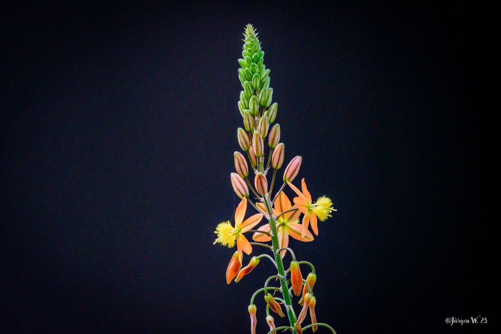 Bulbine Alooides