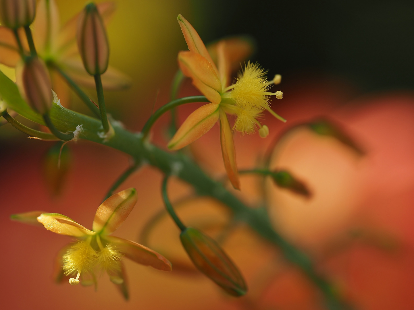Bulbine frutescens Foto & Bild pflanzen, pilze & flechten, natur